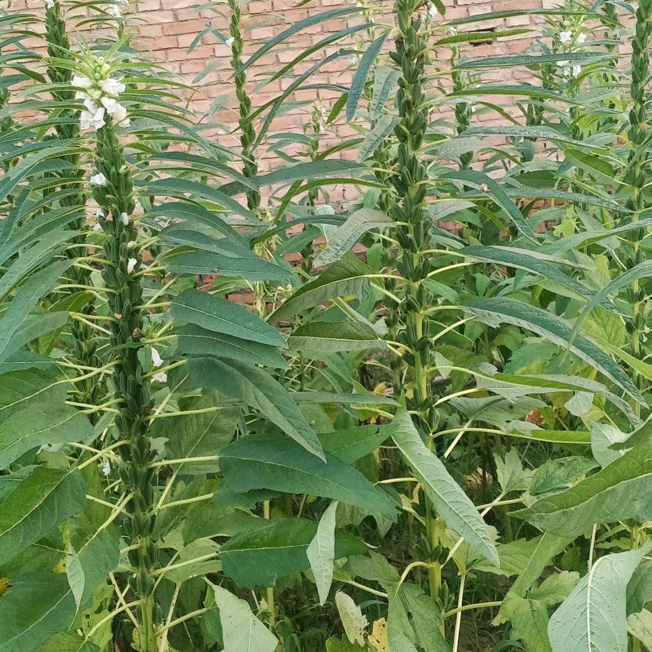 红牡丹，拒绝私聊