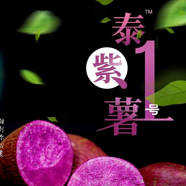 泰紫薯1号