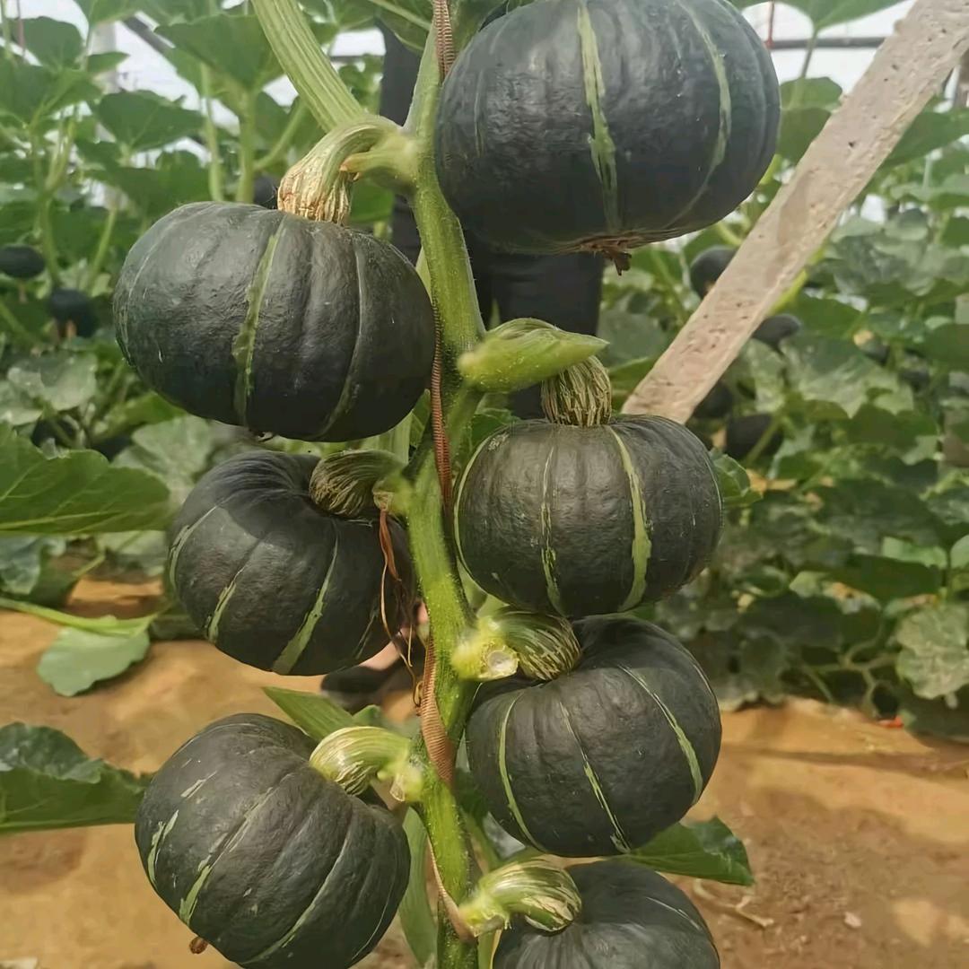 小菜园大丰收