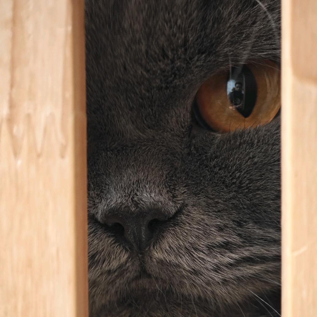 幕后军师地狱猫