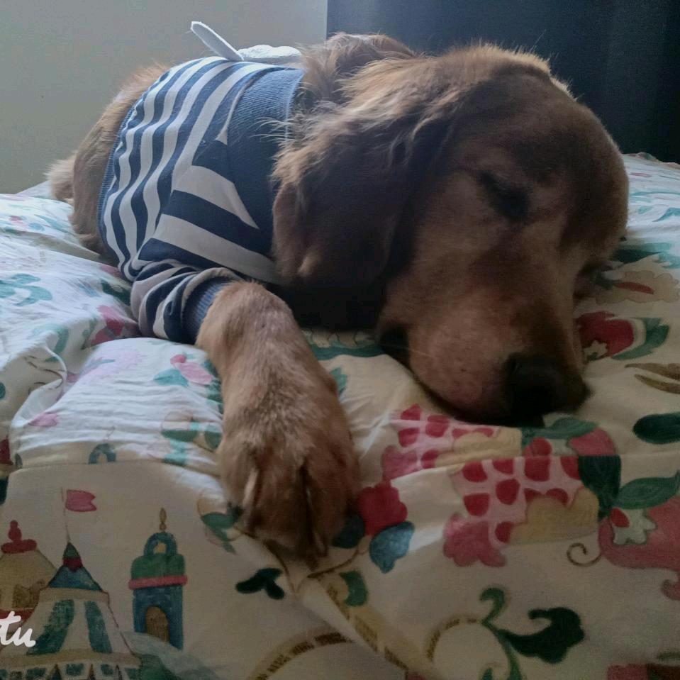 *卡布布🐼Panda*