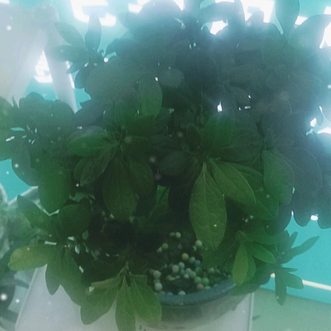 封心锁爱🐷🐷🌸