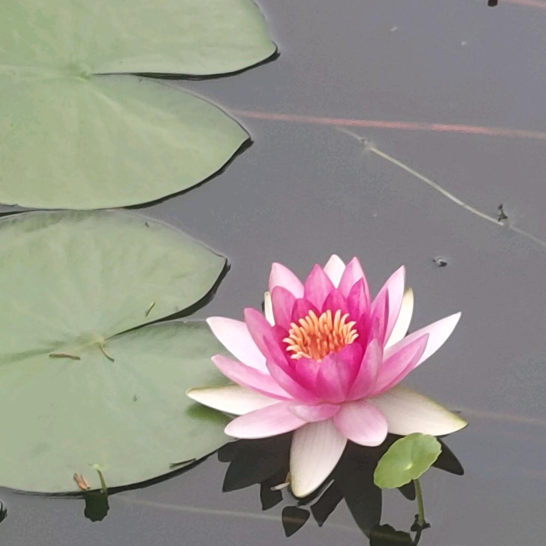 ☆心之所愿(˵¯͒〰¯͒˵)