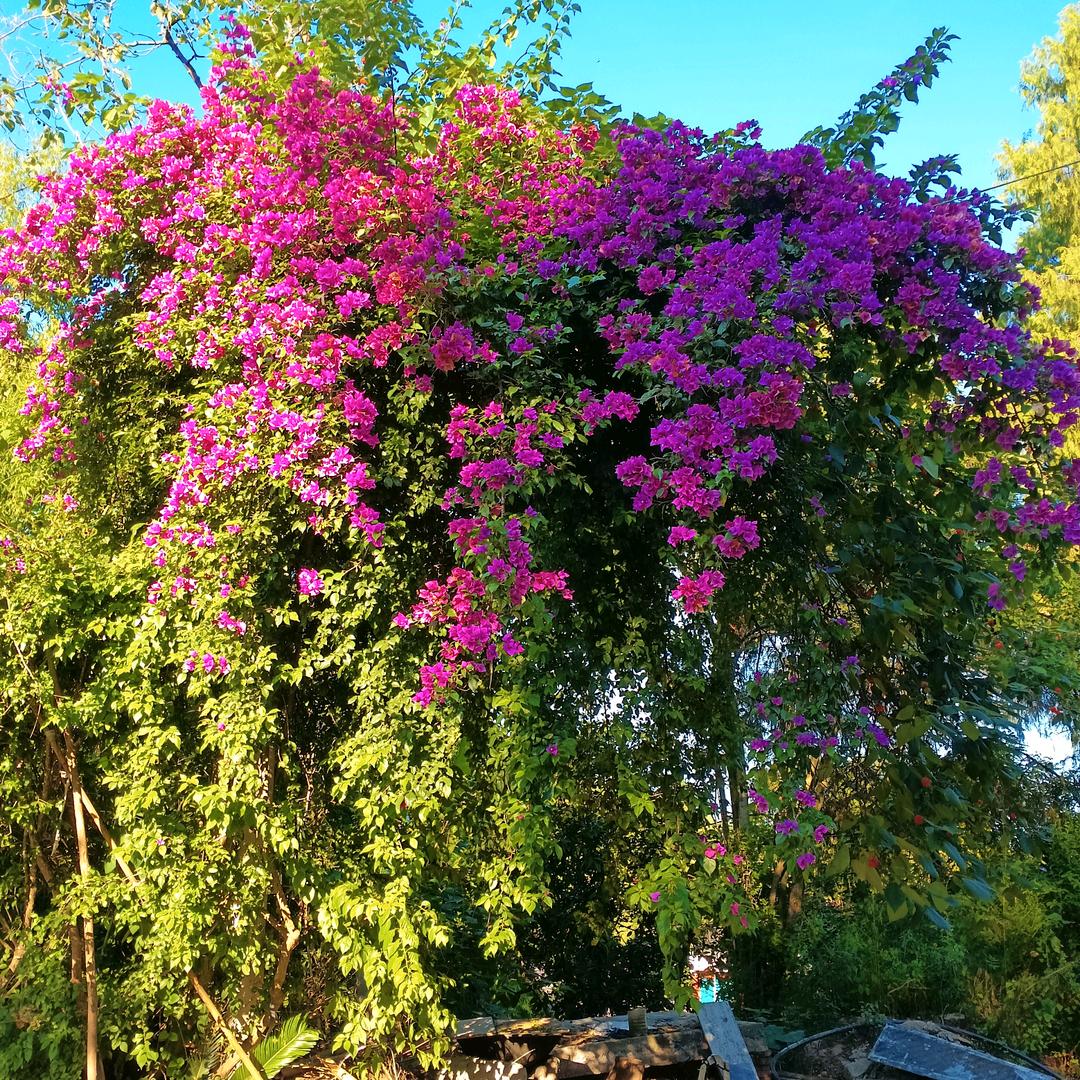 美好的美好的⊙ω⊙⊙ω⊙⊙ω⊙🌹🌹?