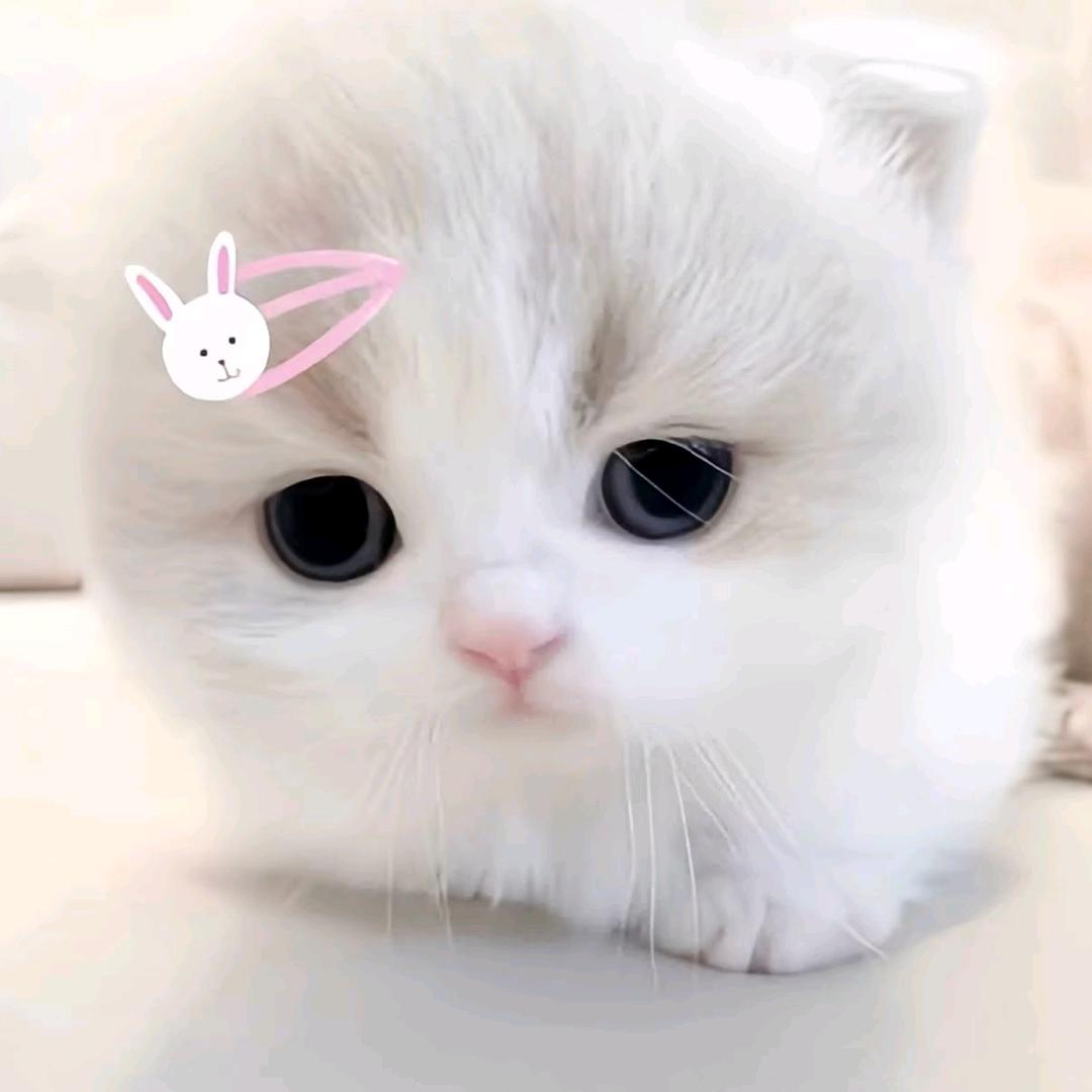 橙子味·果冻<诺>🍮☁️