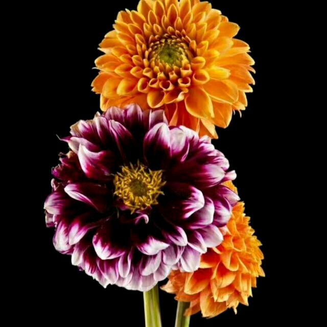 平安٩(♡㉨♡ )۶