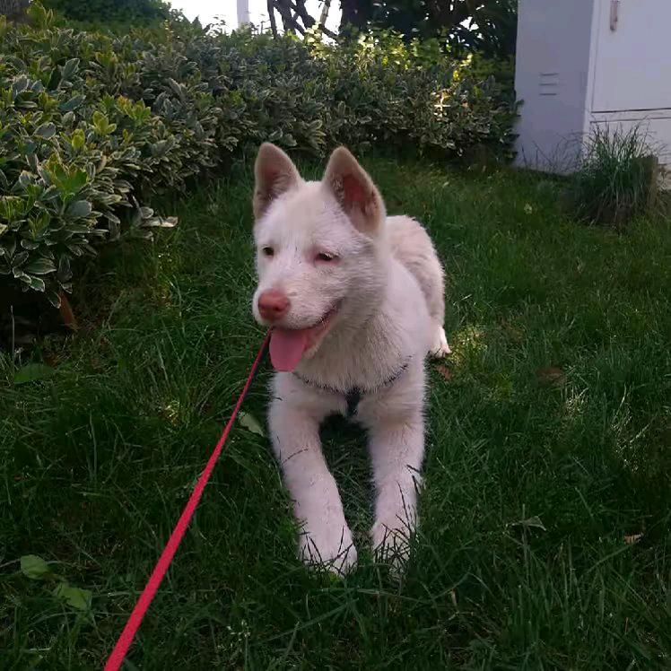 清镇土猎犬下司犬