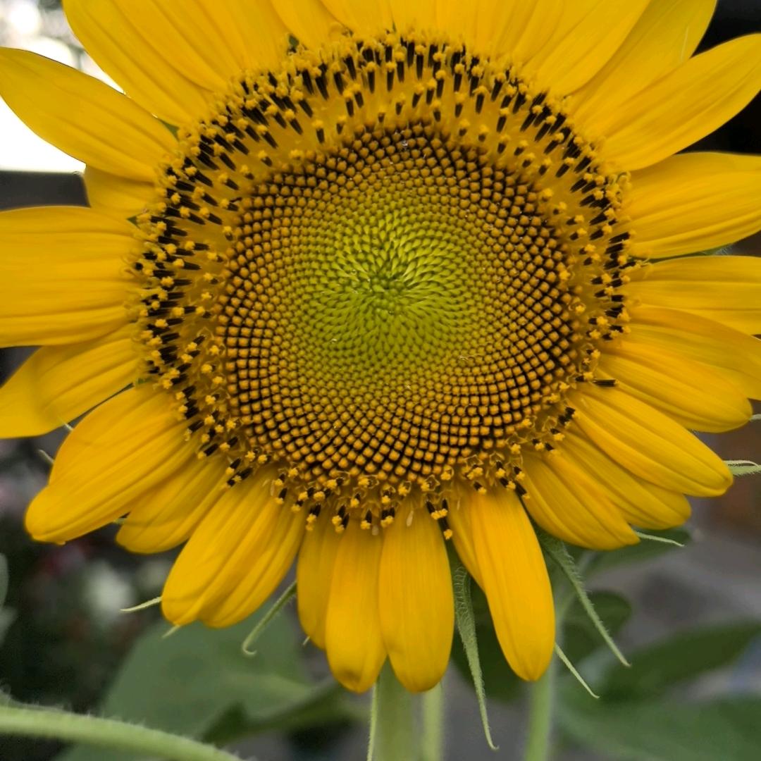牟平北翠市场卖菜哥