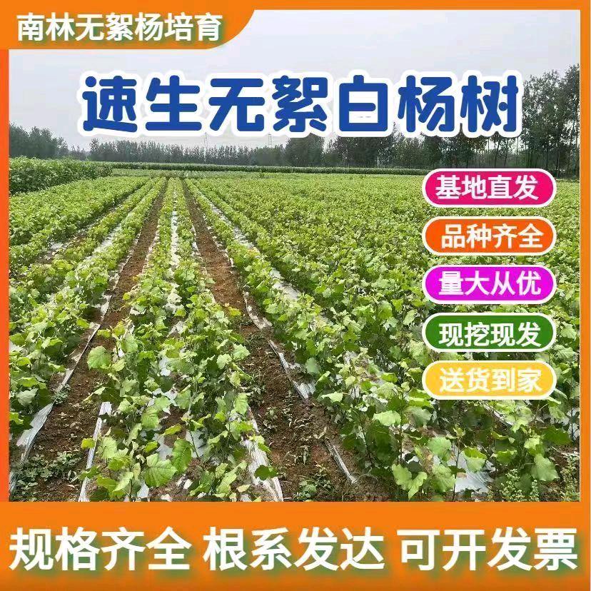 杨树苗