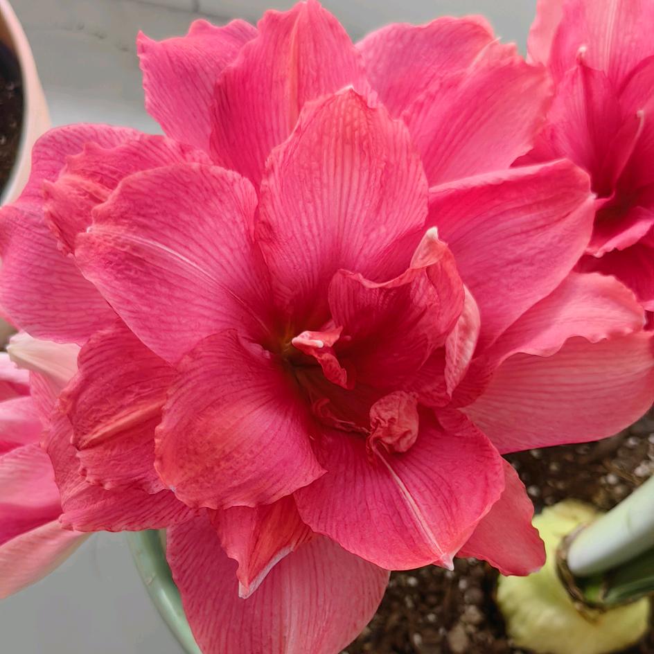 花大姐(养花日记)