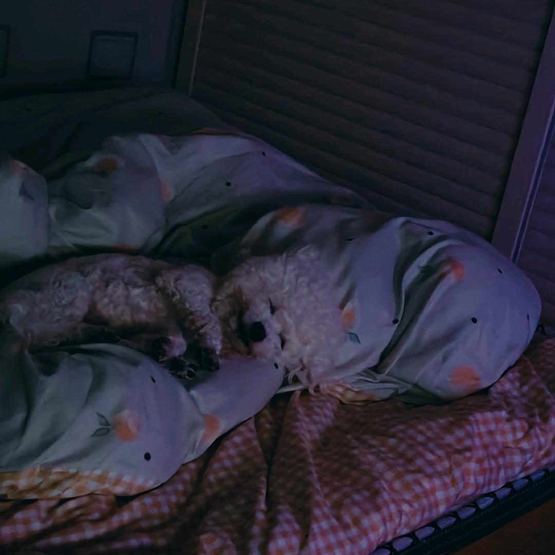 陈狮子