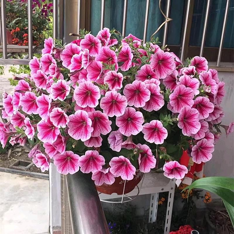 盆里有花