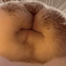 白兔奶酒(发疯版)