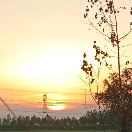 峄城纯山牛羊养殖（仅此一个账号）