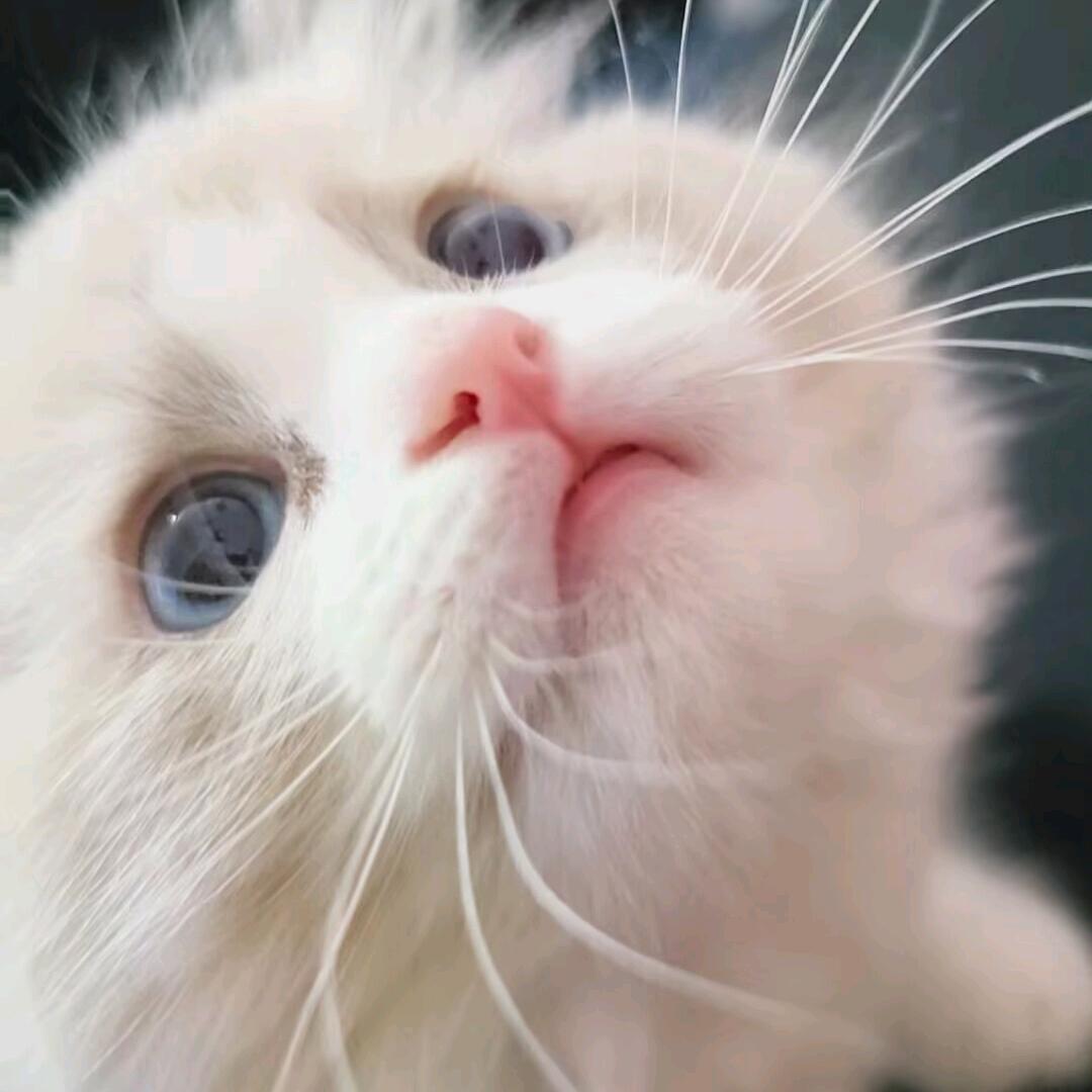 藤藤菜是空心的