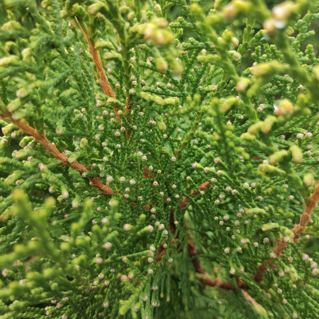 健康快乐（手机摄影）