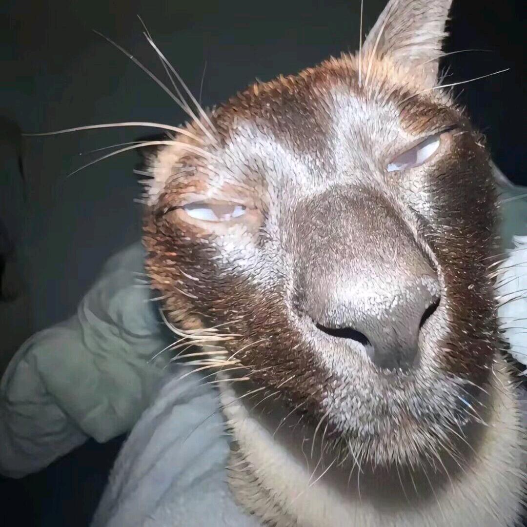 鳶一折紙💤