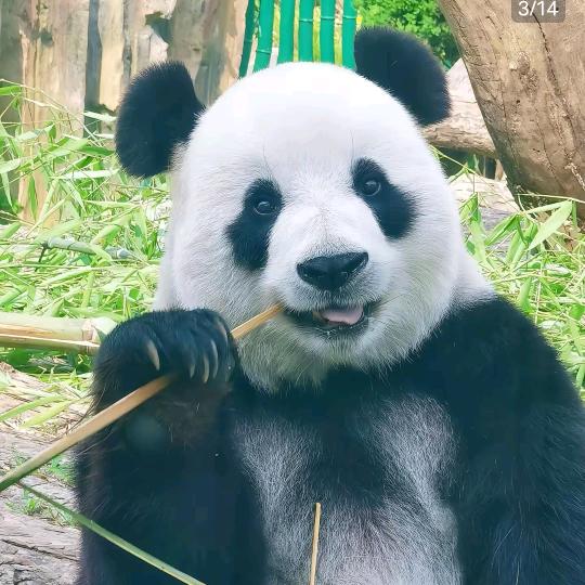 熊猫老师教你高中数学(蚌埠)