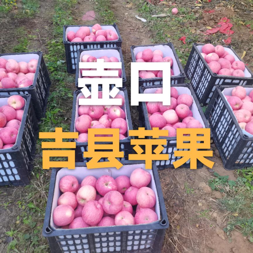 壶口吉县苹果甜人家