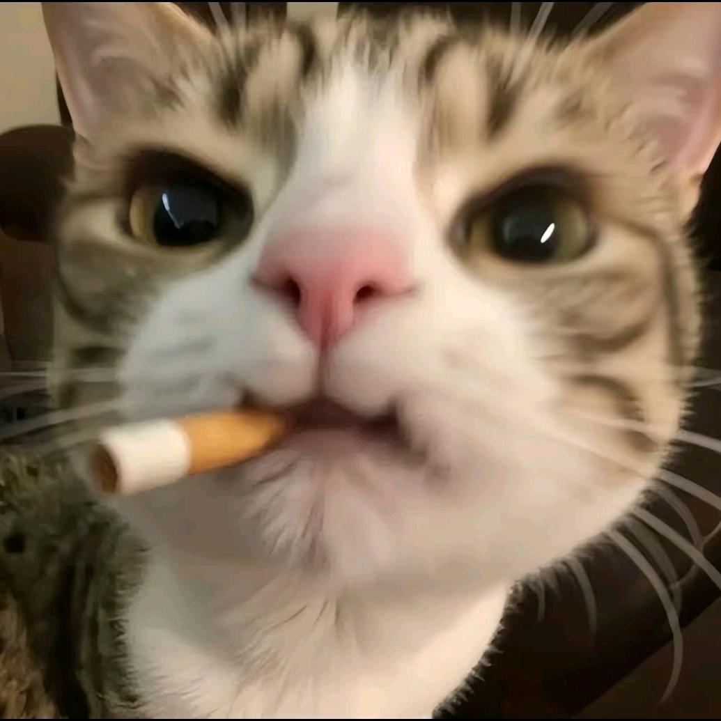 小鹊.