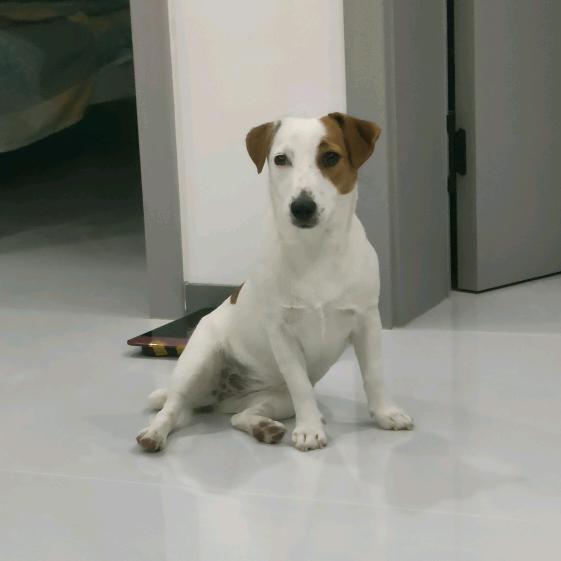 蹦蹦狗·街遛子