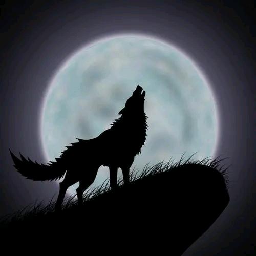 孤狼🐺 游天涯