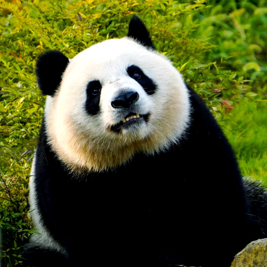 破产哥(回头是岸)