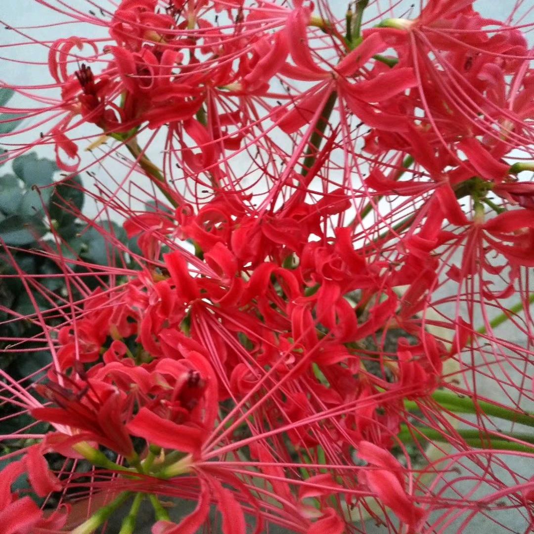 彼岸花