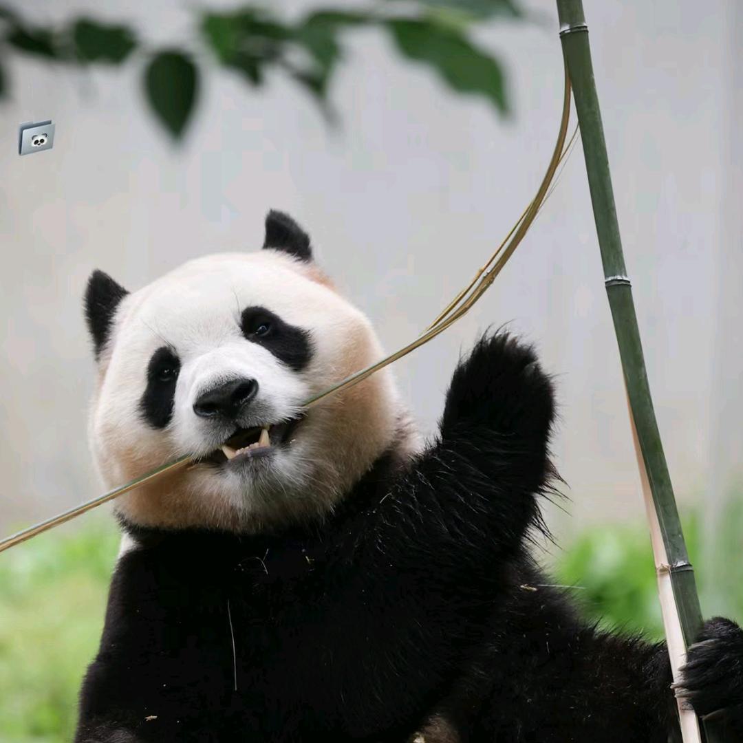 不是憨憨