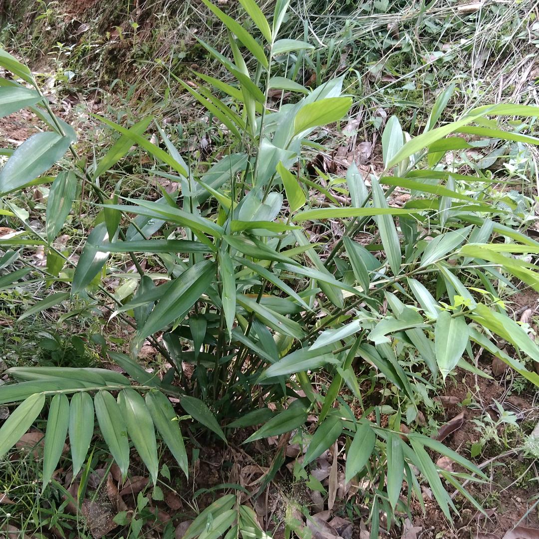 清风细语