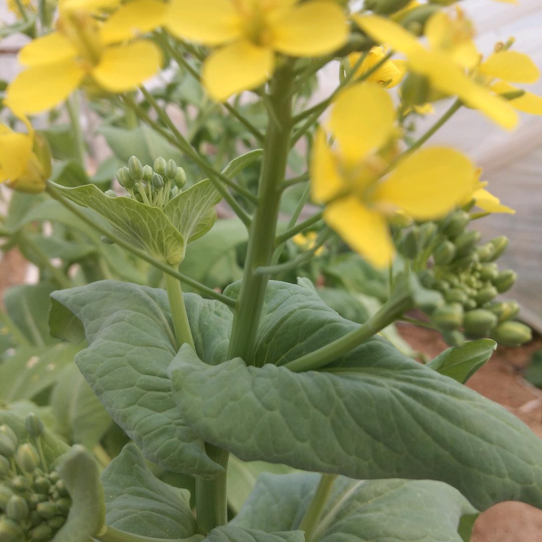 静看°ー季花开花落