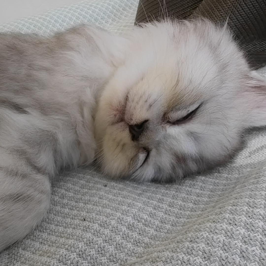 喜欢手风琴