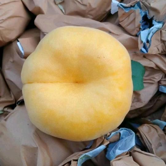 黄桃种植（酵素应用者）