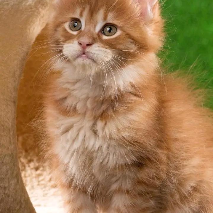 手捧软猫💁🖐