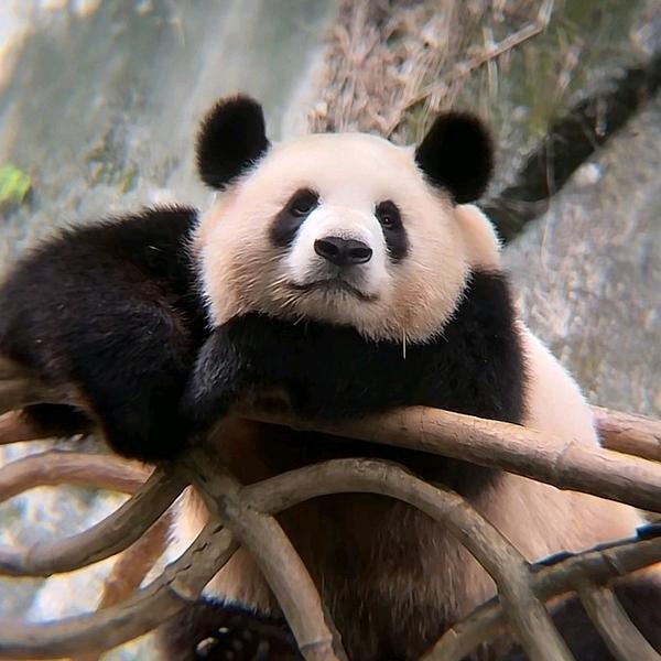小熊猫的派大星