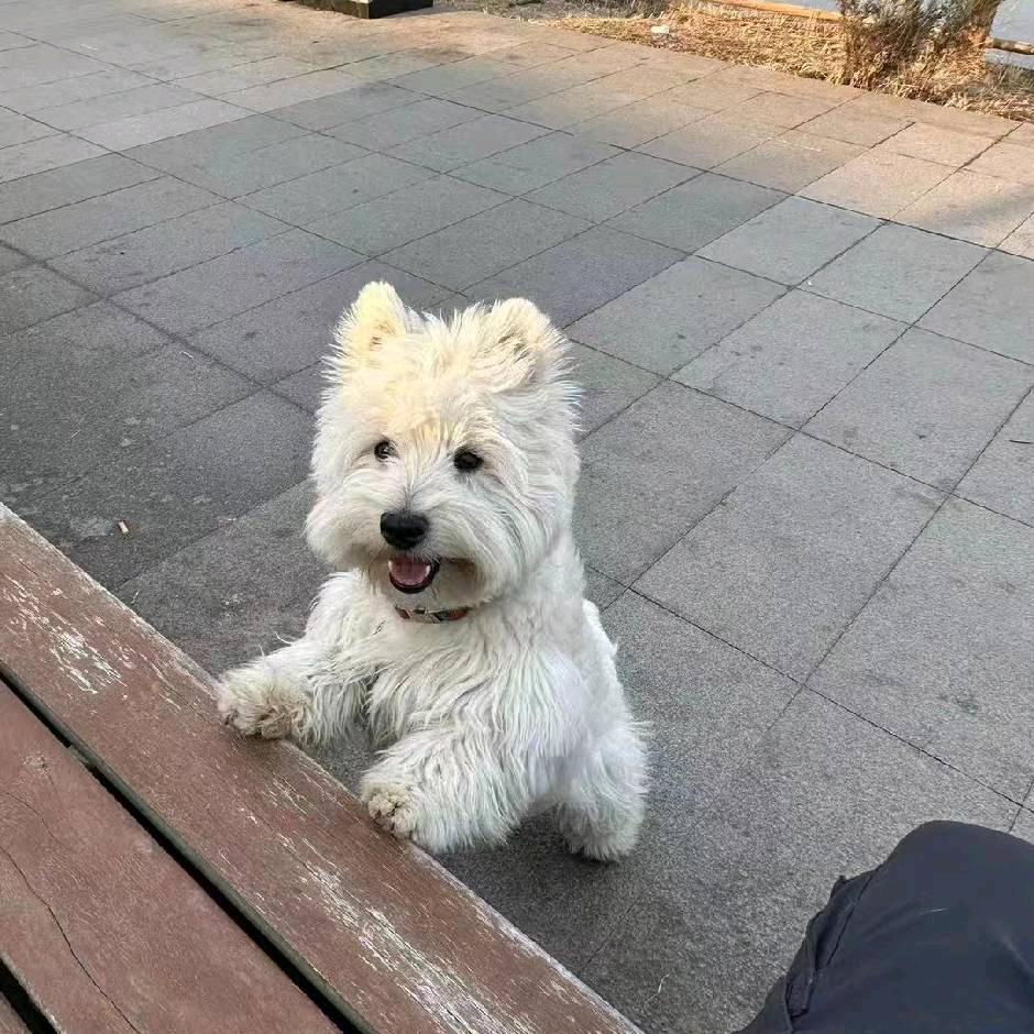 宿哥西高地繁育