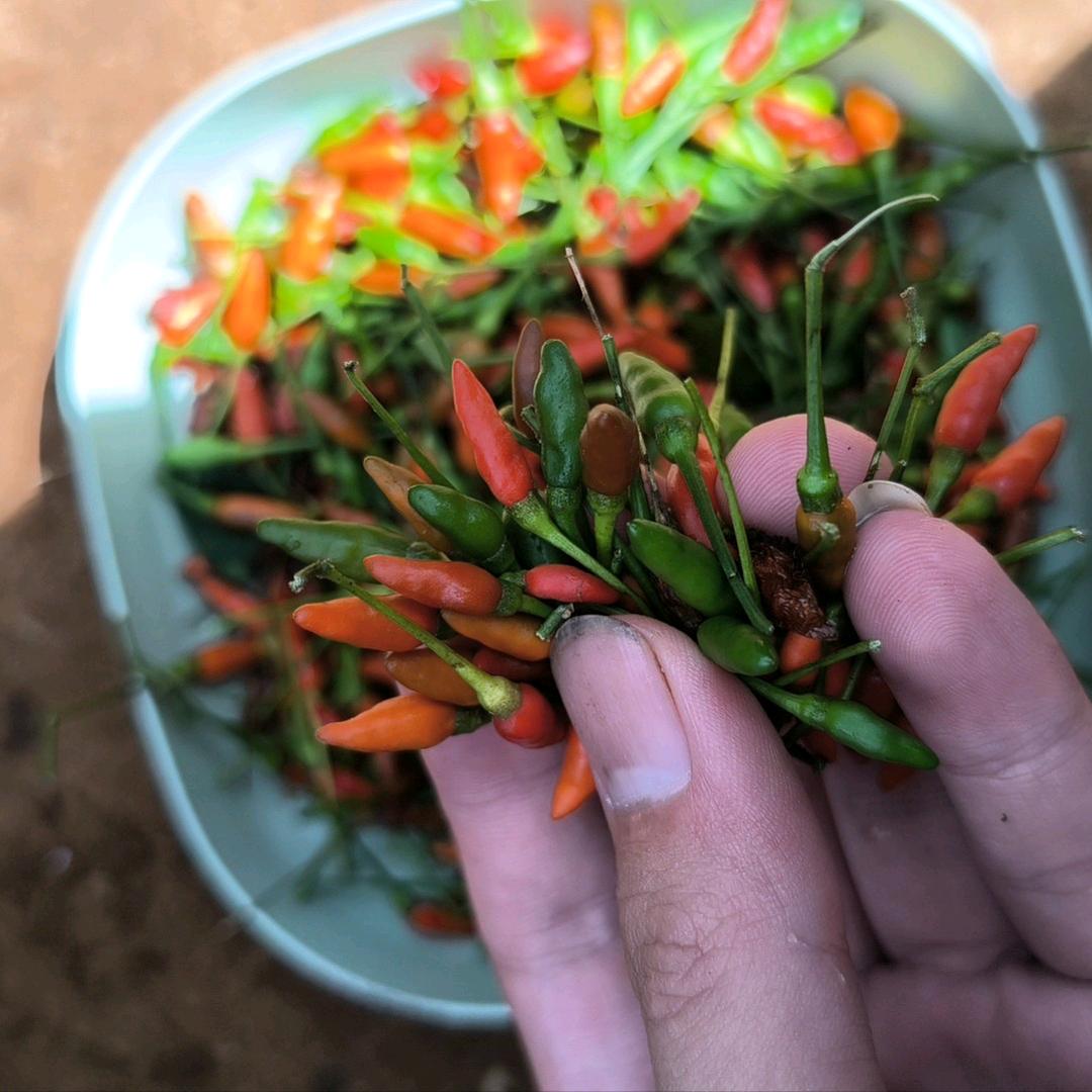 海南本地小米辣