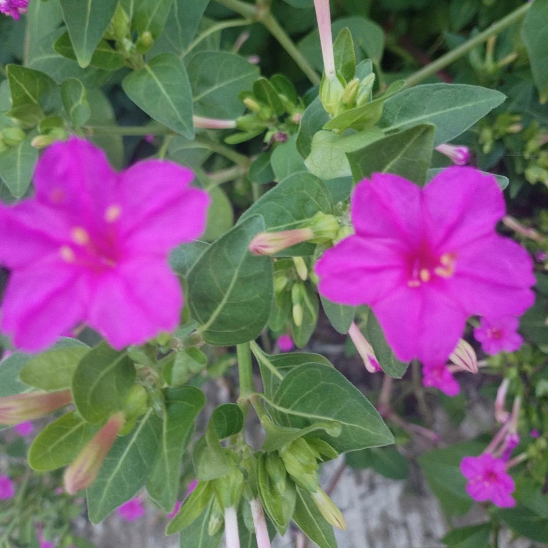 🦋珍惜❤眼前🦋🩷💗
