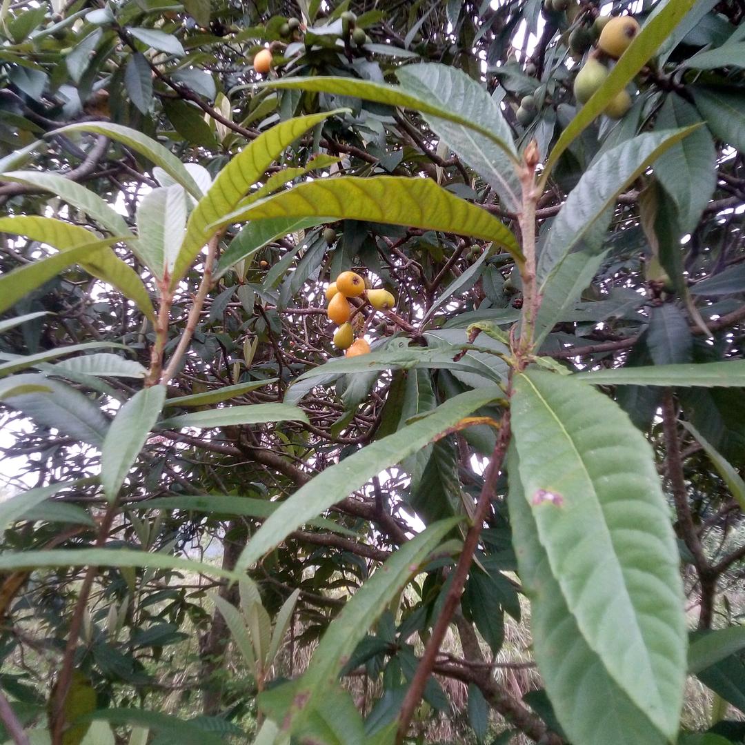 Allison的一些事一些情