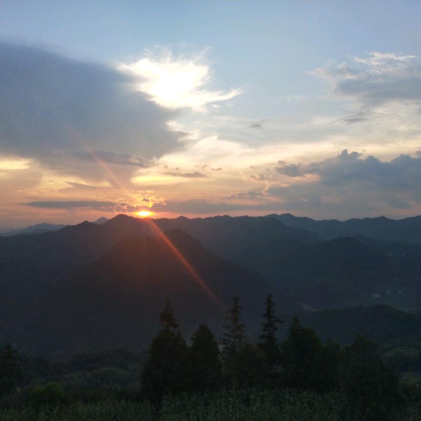 橄榄
