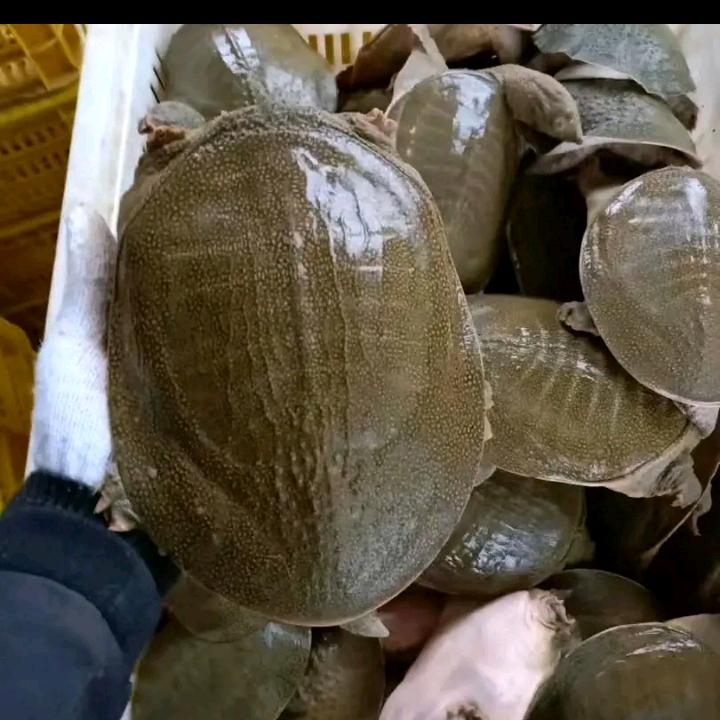 甲鱼养殖基地-意