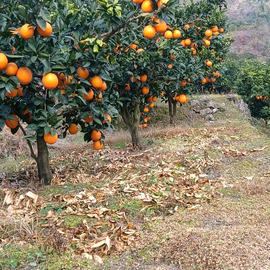 奉节橙🍊明哥