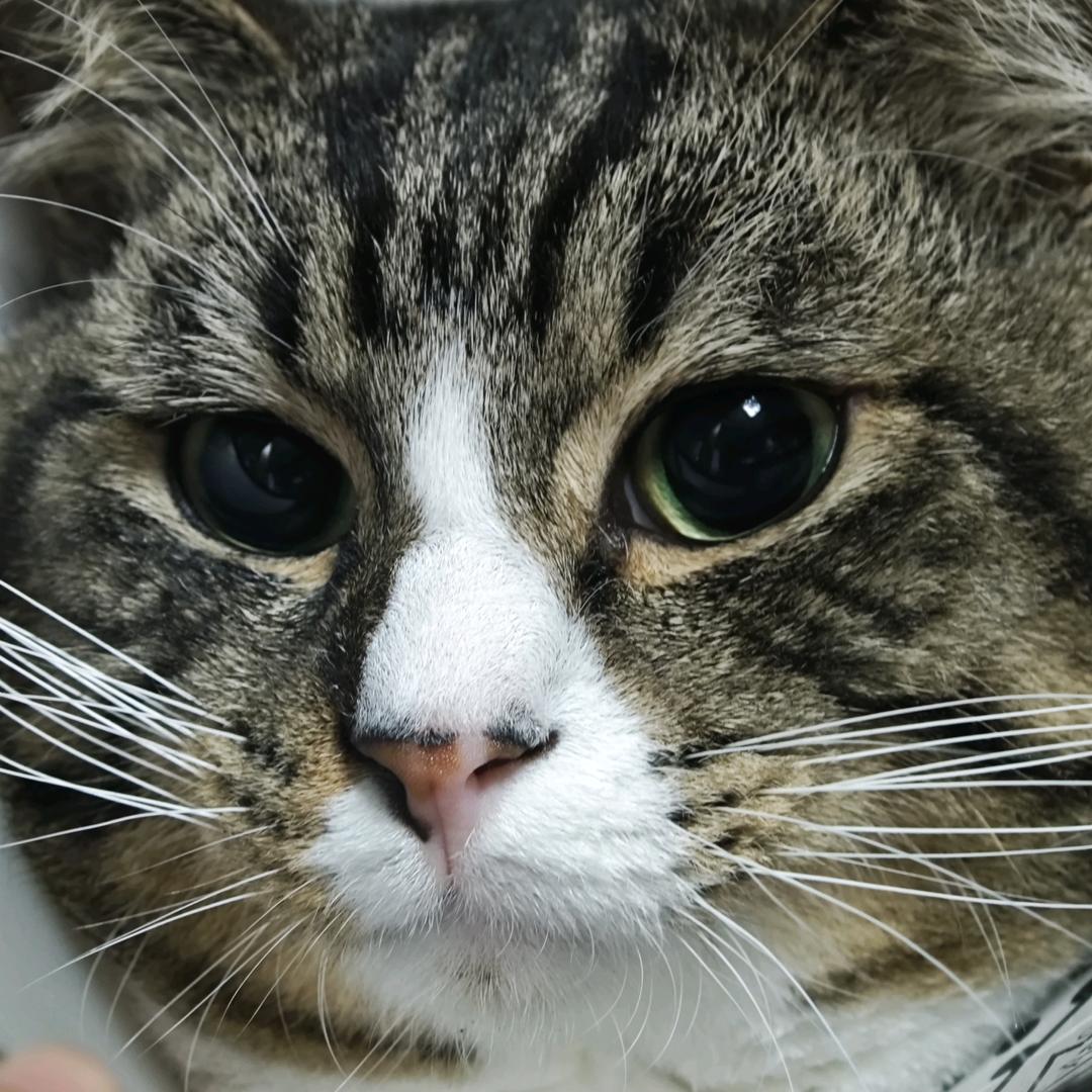 AAA福田百货包子批发商