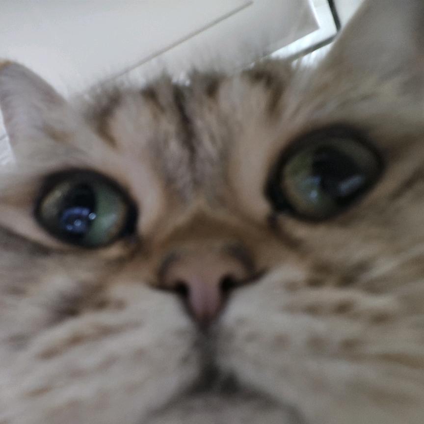 言焗鸡