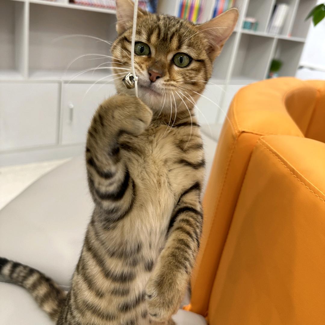 浮生闲猫舍
