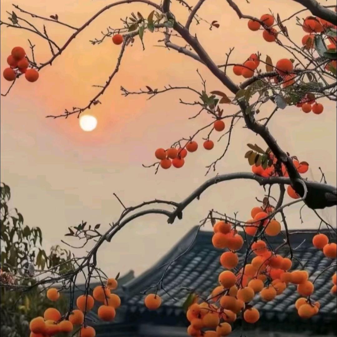 梦吹西洲