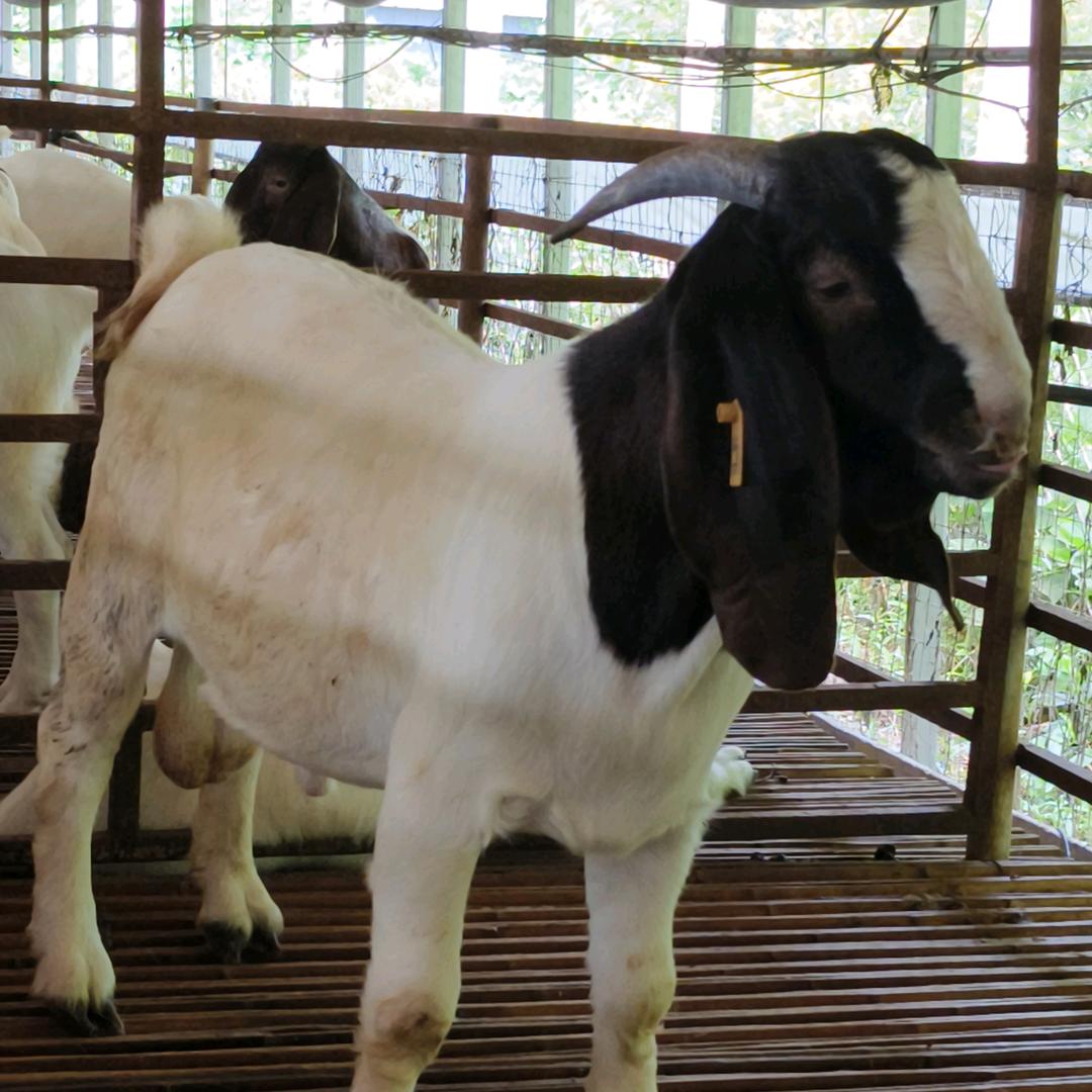 丰县盼盼波尔山羊种羊场