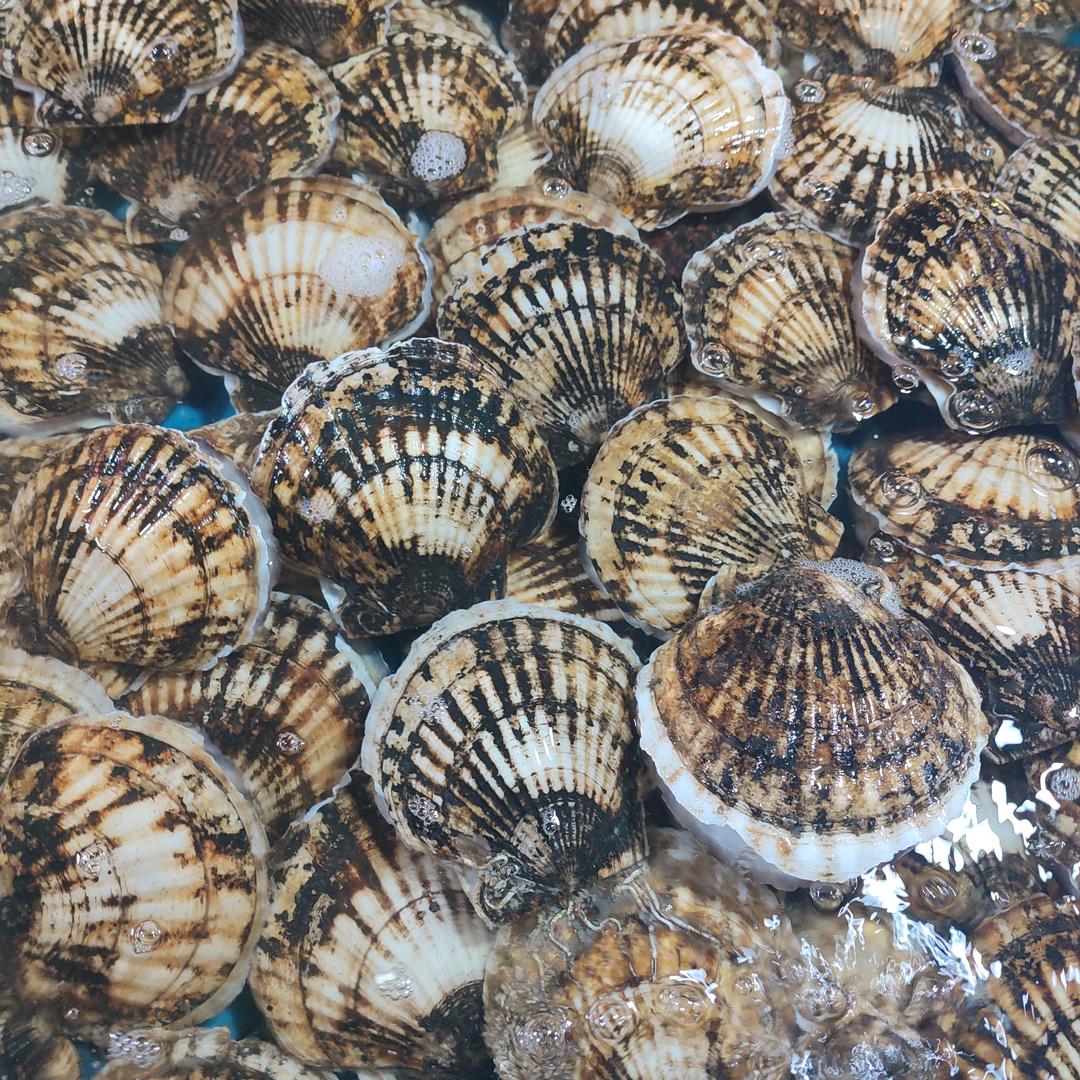 普兰店海鲜丰荣市场蚬子王