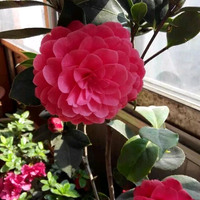 平平淡淡才是真