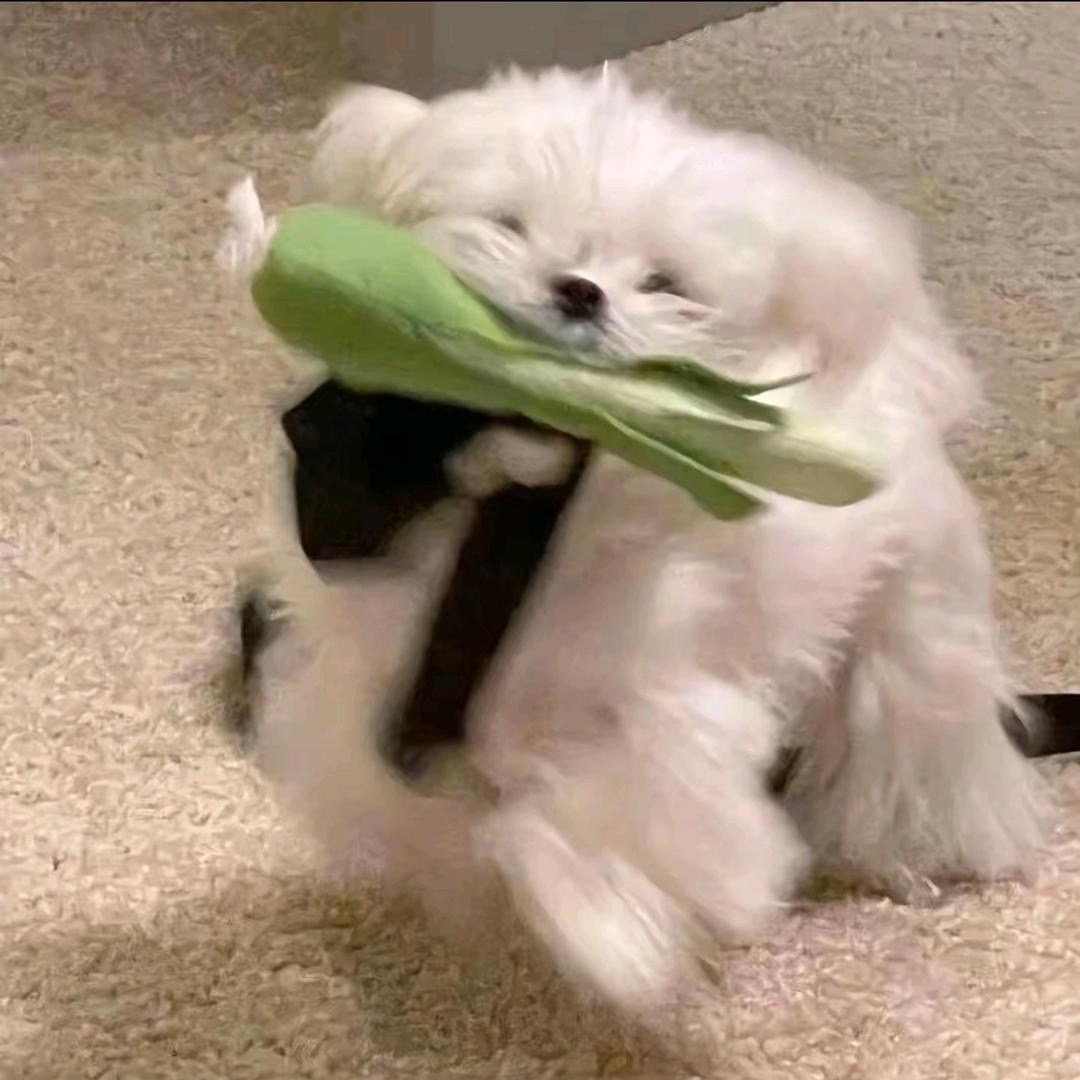 明天吃什么